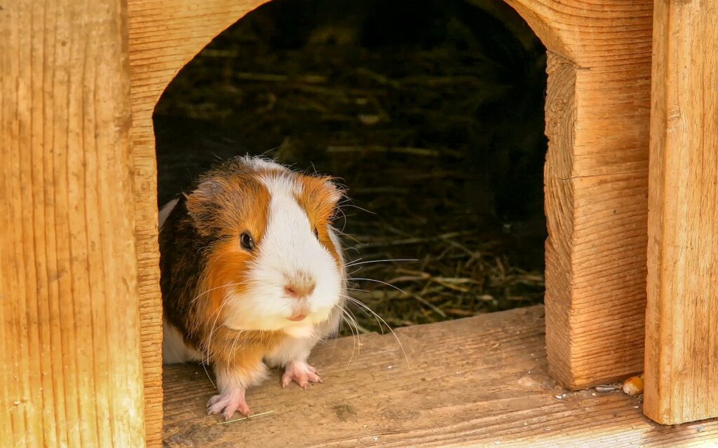 guinea pig, animal, rodent-3442756.jpg