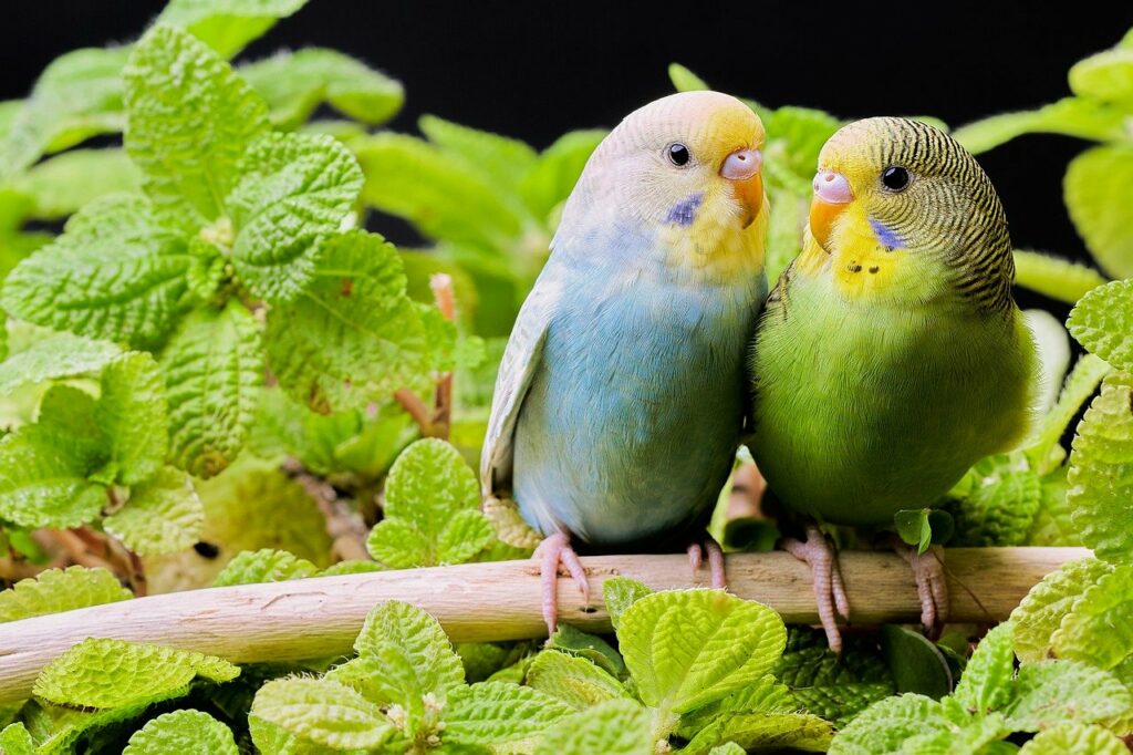 parakeets, birds, budgie-5631500.jpg